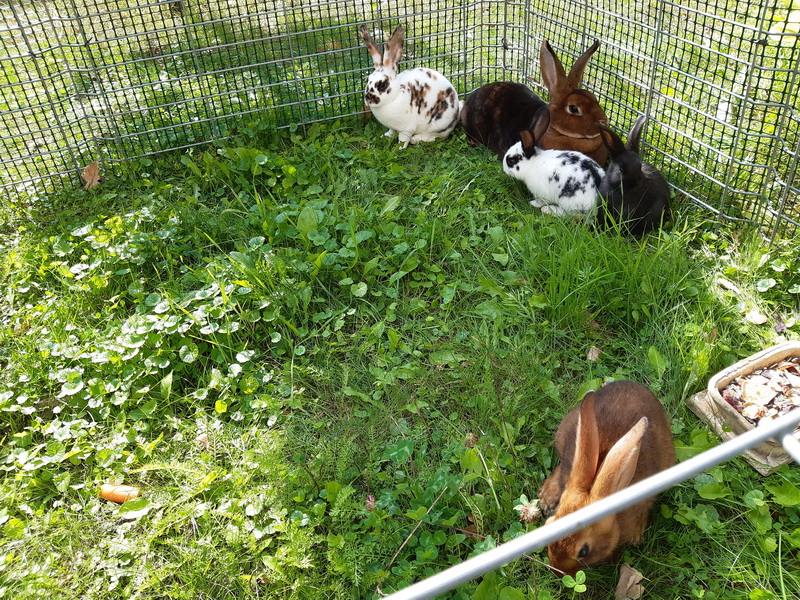 stado królików na trawie
